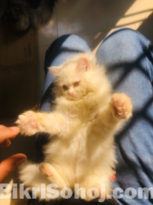 Traditional, Persian Mail cat